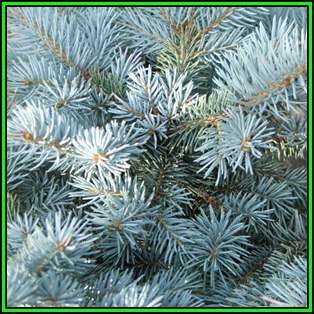 Picea pungens glauca - 10 Seeds - Colorado Blue Spruce Tree or Shrub, NEW