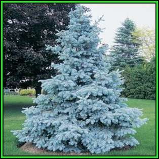 Picea pungens glauca - 10 Seeds - Colorado Blue Spruce Tree or Shrub, NEW