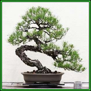 Pinus banksiana - Jack Pine Bonsai - 50 Bulk Seeds + FREE Gifts Seeds + Bonsai eBook, NEW