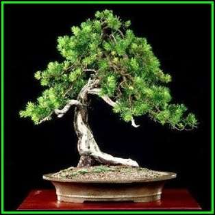 Pinus banksiana - Jack Pine Bonsai - 50 Bulk Seeds + FREE Gifts Seeds + Bonsai eBook, NEW