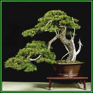 Pinus banksiana - Jack Pine Bonsai - 50 Bulk Seeds + FREE Gifts Seeds + Bonsai eBook, NEW
