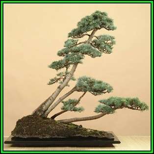 Cedrus atlantica glauca - Blue Atlas Cedar Bonsai - 5 Seeds + FREE Gifts Seeds + Bonsai eBook, NEW