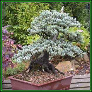 Cedrus atlantica glauca - Blue Atlas Cedar Bonsai - 5 Seeds + FREE Gifts Seeds + Bonsai eBook, NEW