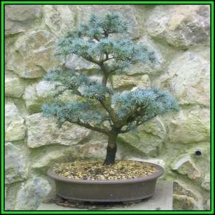 Cedrus atlantica glauca - Blue Atlas Cedar Bonsai - 5 Seeds + FREE Gifts Seeds + Bonsai eBook, NEW