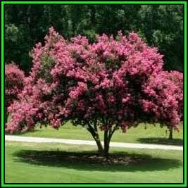 Lagerstroemia indica - 10 Seeds - Crape Myrtle Tree or Shrub, NEW