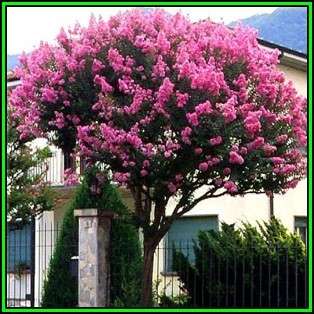 Lagerstroemia indica - 10 Seeds - Crape Myrtle Tree or Shrub, NEW