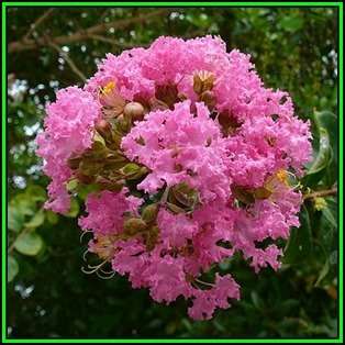 Lagerstroemia indica - 10 Seeds - Crape Myrtle Tree or Shrub, NEW