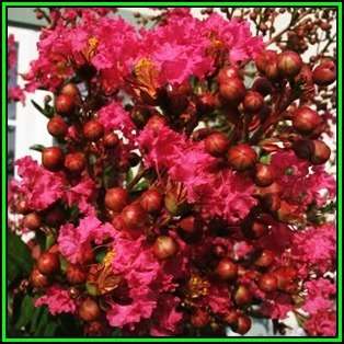 Lagerstroemia indica - 10 Seeds - Crape Myrtle Tree or Shrub, NEW