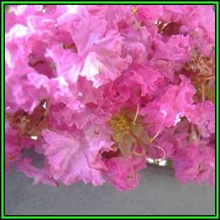 Lagerstroemia indica - 10 Seeds - Crape Myrtle Tree or Shrub, NEW
