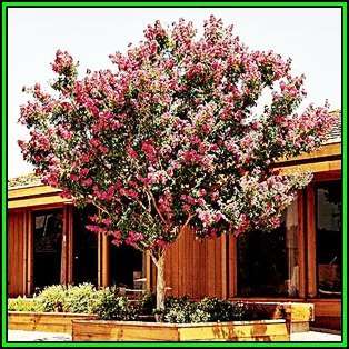 Lagerstroemia indica - 10 Seeds - Crape Myrtle Tree or Shrub, NEW
