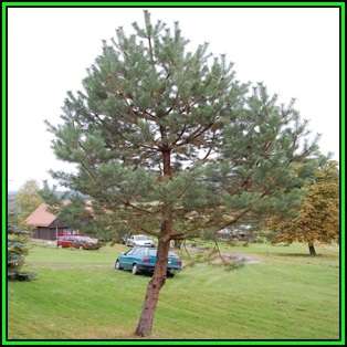 Pinus sylvestris - 10 Seeds - Scots Pine, Red Fir Tree or Shrub, NEW