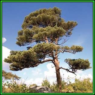 Pinus sylvestris - 10 Seeds - Scots Pine, Red Fir Tree or Shrub, NEW
