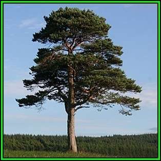 Pinus sylvestris - 10 Seeds - Scots Pine, Red Fir Tree or Shrub, NEW