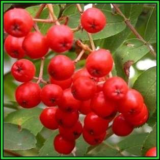 Sorbus aucuparia - 10 Seeds - Mountain or Rowan Ash Tree or Shrub, NEW