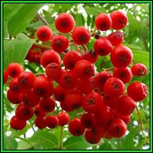 Sorbus aucuparia - 10 Seeds - Mountain or Rowan Ash Tree or Shrub, NEW