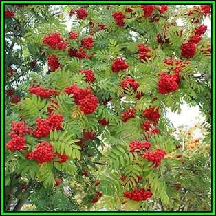 Sorbus aucuparia - 10 Seeds - Mountain or Rowan Ash Tree or Shrub, NEW