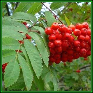 Sorbus aucuparia - 10 Seeds - Mountain or Rowan Ash Tree or Shrub, NEW