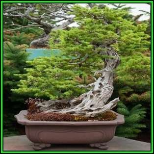 Tsuga mertensiana - Mountain Hemlock Bonsai Seeds + FREE Gifts Seeds + Bonsai eBook NEW