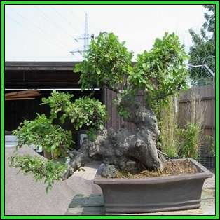 Zelkova serrata - Japanese Zelkova Bonsai - 5 Seeds + FREE Gifts Seeds + Bonsai eBook NEW
