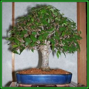 Zelkova serrata - Japanese Zelkova Bonsai - 5 Seeds + FREE Gifts Seeds + Bonsai eBook NEW