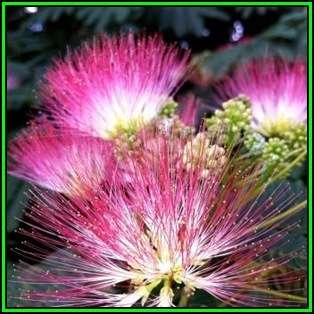 Albizia julibrissin - 10 Seeds - Persian Silk Tree, Pink Silk Tree, Silk Floss Tree, NEW