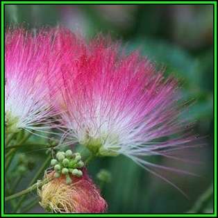 Albizia julibrissin - 10 Seeds - Persian Silk Tree, Pink Silk Tree, Silk Floss Tree, NEW