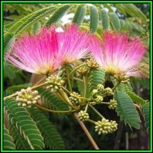 Albizia julibrissin - 10 Seeds - Persian Silk Tree, Pink Silk Tree, Silk Floss Tree, NEW