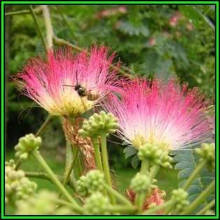 Albizia julibrissin - 10 Seeds - Persian Silk Tree, Pink Silk Tree, Silk Floss Tree, NEW