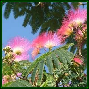 Albizia julibrissin - 10 Seeds - Persian Silk Tree, Pink Silk Tree, Silk Floss Tree, NEW