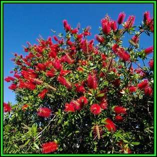 Callistemon citrinus Seeds - Crimson Bottlebrush Tree or Shrub, NEW
