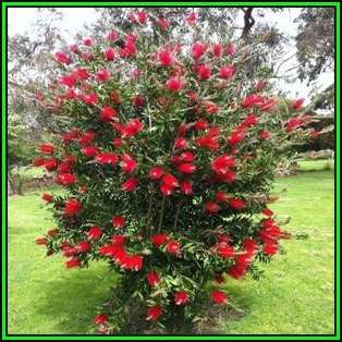 Callistemon citrinus Seeds - Crimson Bottlebrush Tree or Shrub, NEW
