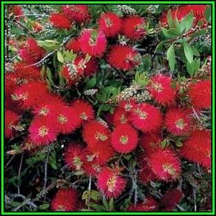 Callistemon citrinus Seeds - Crimson Bottlebrush Tree or Shrub, NEW