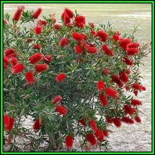 Callistemon citrinus Seeds - Crimson Bottlebrush Tree or Shrub, NEW