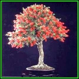 Callistemon citrinus - Crimson Bottlebrush Bonsai Seeds + FREE Gifts Seeds + Bonsai eBook, NEW
