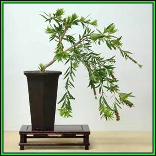 Callistemon citrinus - Crimson Bottlebrush Bonsai Seeds + FREE Gifts Seeds + Bonsai eBook, NEW