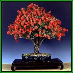 Callistemon citrinus - Crimson Bottlebrush Bonsai Seeds + FREE Gifts Seeds + Bonsai eBook, NEW