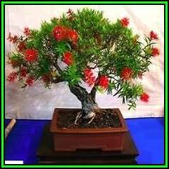 Callistemon citrinus - Crimson Bottlebrush Bonsai Seeds + FREE Gifts Seeds + Bonsai eBook, NEW