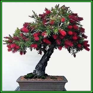 Callistemon citrinus - Crimson Bottlebrush Bonsai Seeds + FREE Gifts Seeds + Bonsai eBook, NEW