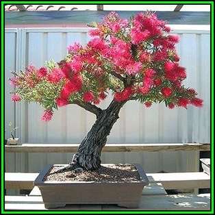 Callistemon citrinus - Crimson Bottlebrush Bonsai Seeds + FREE Gifts Seeds + Bonsai eBook, NEW