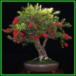 Callistemon citrinus - Crimson Bottlebrush Bonsai Seeds + FREE Gifts Seeds + Bonsai eBook, NEW