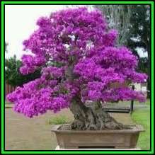 Cercis canadensis - Eastern Redbud Bonsai - 5 Seeds + FREE Gifts Seeds + Bonsai eBook, NEW