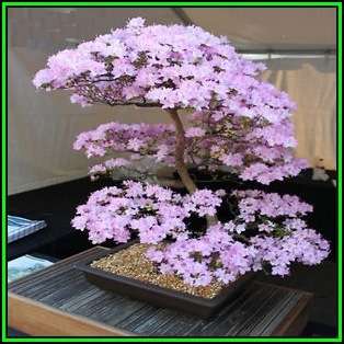 Cercis canadensis - Eastern Redbud Bonsai - 5 Seeds + FREE Gifts Seeds + Bonsai eBook, NEW