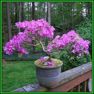 Cercis canadensis - Eastern Redbud Bonsai - 5 Seeds + FREE Gifts Seeds + Bonsai eBook, NEW