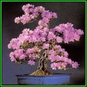 Cercis canadensis - Eastern Redbud Bonsai - 5 Seeds + FREE Gifts Seeds + Bonsai eBook, NEW