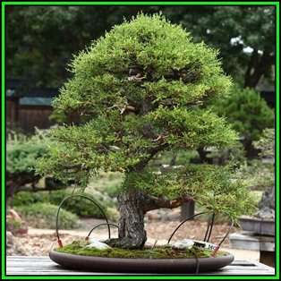 Cupressus macrocarpa - Monterey Cypress Bonsai - 10 Seeds + FREE Gifts Seeds + Bonsai eBook, NEW