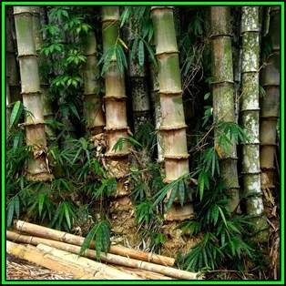Dendrocalamus strictus - 10 Seeds - Male Bamboo - NEW