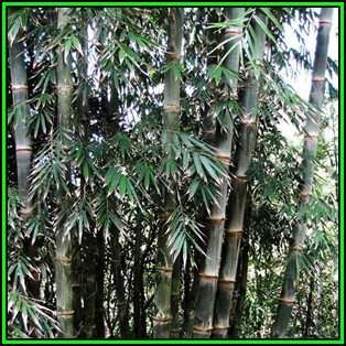 Dendrocalamus strictus - 10 Seeds - Male Bamboo - NEW