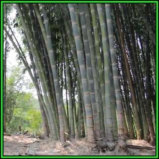 Dendrocalamus strictus - 10 Seeds - Male Bamboo - NEW
