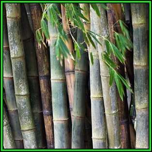 Dendrocalamus strictus - 10 Seeds - Male Bamboo - NEW
