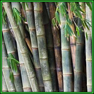 Dendrocalamus strictus - 10 Seeds - Male Bamboo - NEW